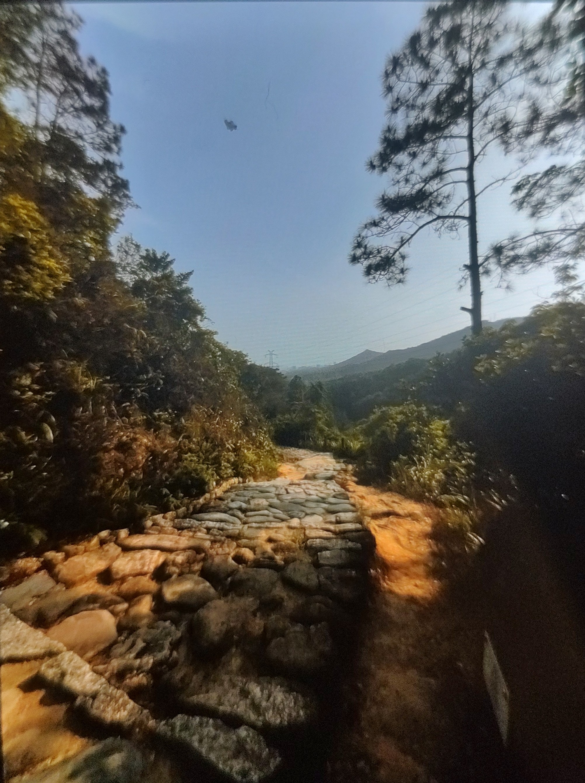 奥若林在绒兽社区发布的公开动态图片